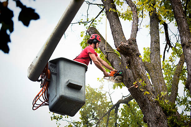 Trusted Leilani Estates, HI  Tree Services Experts